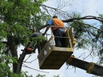 Киев  очищают от  потенциально опасных деревьев
