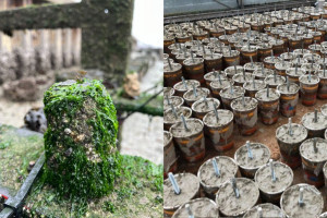 Із трави та піску: створено екобетон, який відновлює життя в морі