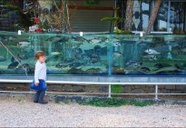 Забор в виде 50-метрового аквариума