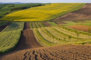 Украинцы смогут обмениваться земельными участками