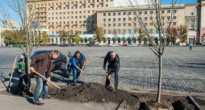 В Харькове проводится масштабная высадка деревьев