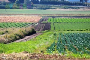 В Украине теперь можно арендовать землю через интернет