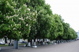 Каштани на Хрещатику залишаться лише в пісні: дерева зрубають, бо вони не витримують умов