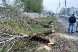 Замість 55 зрубаних тополь на столичній алеї висадили 100 нових (фото)