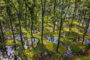 Одну из самых крупных архитектурных премий в мире вручили за «водный сад» в Японии (ФОТО)