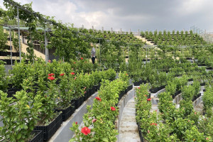 Замість трибун - грядки й фруктові дерева: нове життя стадіону в Тайбеї (ФОТО, ВІДЕО)