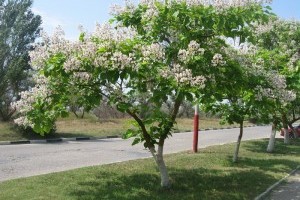 Киев скоро перестанет быть городом каштанов